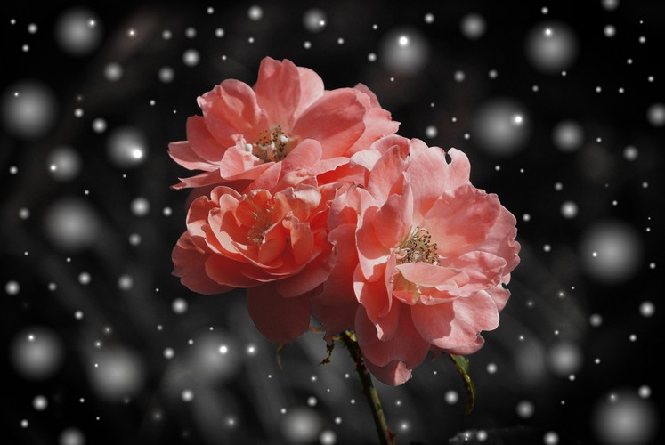 雪中的红玫瑰花