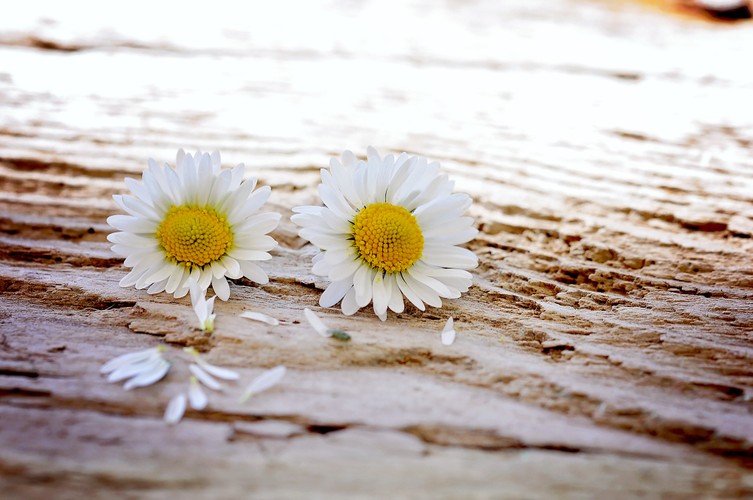 表面上的两朵白花