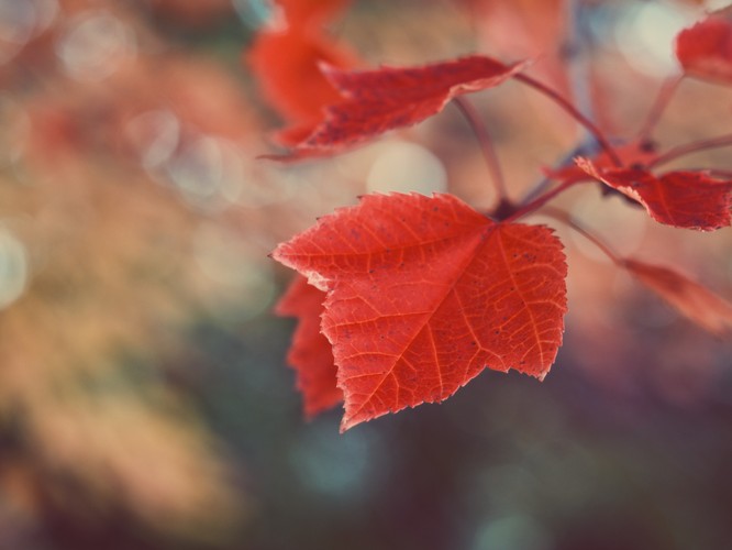 树叶，树，红色和秋天