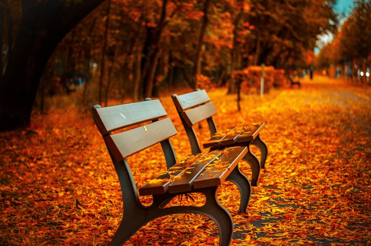 秋天，大道，长凳