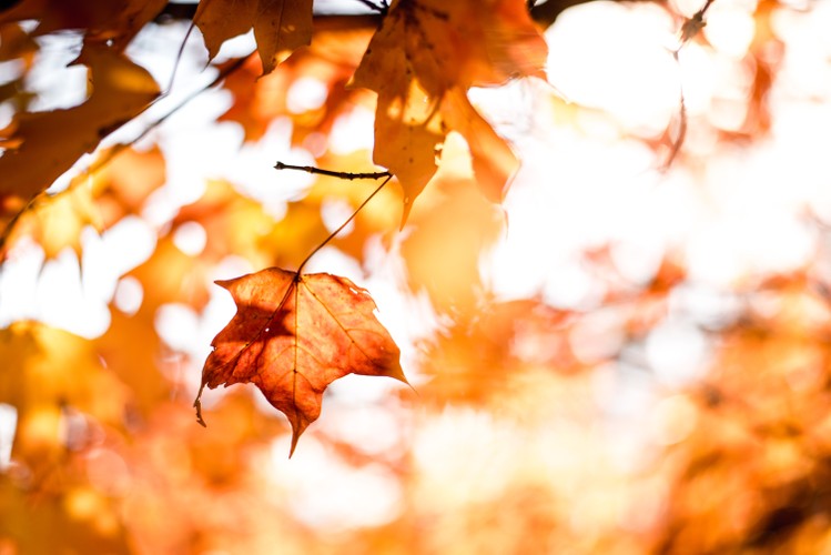 叶，秋天，秋天和秋天的壁纸，壁纸