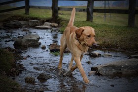 狗，Labrador，水，巴赫，大自然
