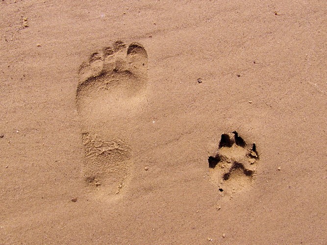 足迹，足迹，海滩的沙子，爪迹