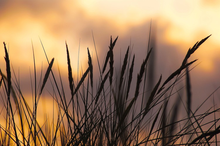 日落时小麦的剪影照片