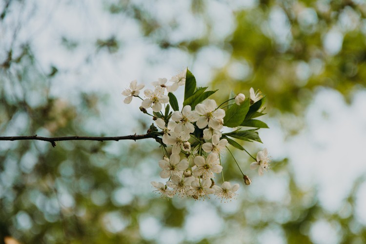 White Petaled Flowers的选择性聚焦摄影