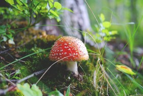 蘑菇，森林，有毒，秋天，大自然，礼物