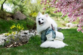 成年中涂鸦白狗站在樱花树旁的草地上