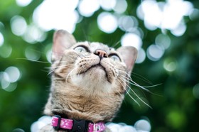 谭猫穿着粉红色和Black Collar的选择性焦点照片