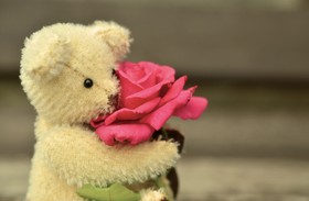 泰迪，泰迪熊，玫瑰，贺卡，浪漫的爱，