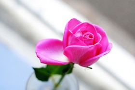 玫瑰，自然，植物，Pink Flower