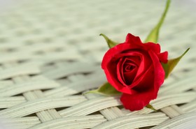 白色织物上的红玫瑰