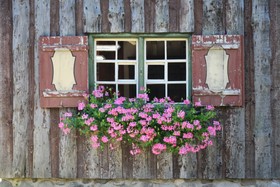 绿白相间的木框窗上的绿色和粉色花朵