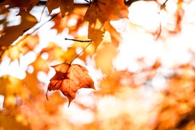 叶，秋天，秋天和秋天的壁纸，壁纸