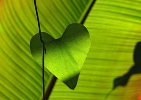 绿色，树叶，心脏，皮影戏，Leaf Veins