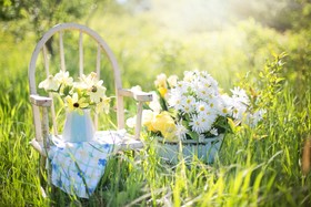 白天在蓝色的陶瓷锅旁白木椅在绿色草坪的白色雏菊