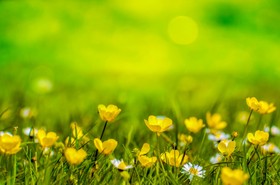 春天，背景，Flower，黄，田间，草地