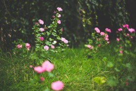 鲜花，大自然，粉色