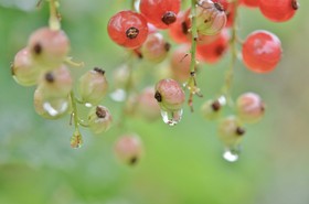 Berry，红色，水，下降，自然，潮湿，宏观，雨水，食物