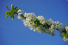 樱花，Flowers，白色，树，Flowering Twig