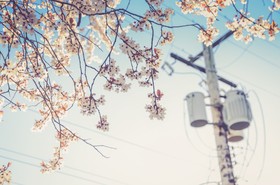 春天开花的樱花树