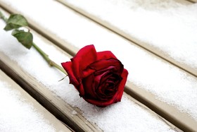 玫瑰，冬天，雪，花，红色，浪漫，浪漫