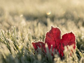 叶子、草、霜冻和冬季