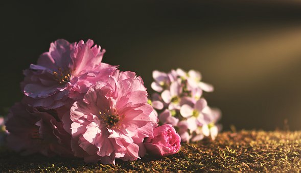 粉红色, 春天, 鲜花, 性质, 开花, 夏季, 植物群, 牡丹