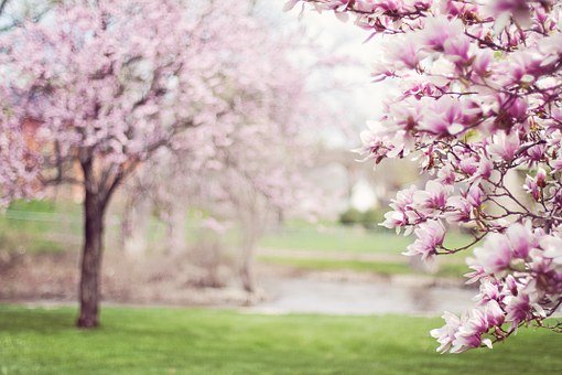 玉兰树, 春天, 花, 春, 棵开花的树, 粉红色, 5 月, 春天, 春天